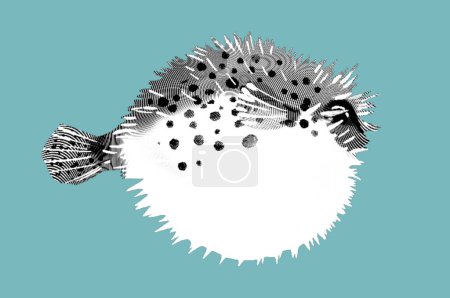Photo for Engraving Fish Fugu. Graphic fish ball. realistic illustration of fish with needles. High quality illustration - Royalty Free Image