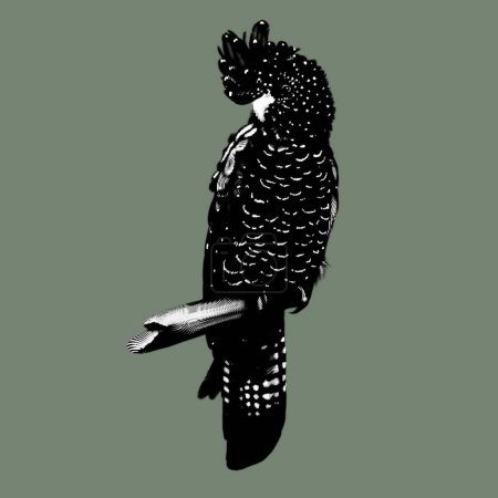 Foto de Cacatúa negra de cola roja. Loro hembra. ilustración gráfica. Pájaro realista. ilustración de alta calidad - Imagen libre de derechos