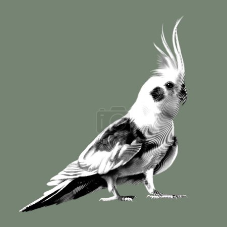 Foto de Cockatiel. Ilustración gráfica en amarillo cacatúa. Pájaro realista. ilustración de alta calidad - Imagen libre de derechos