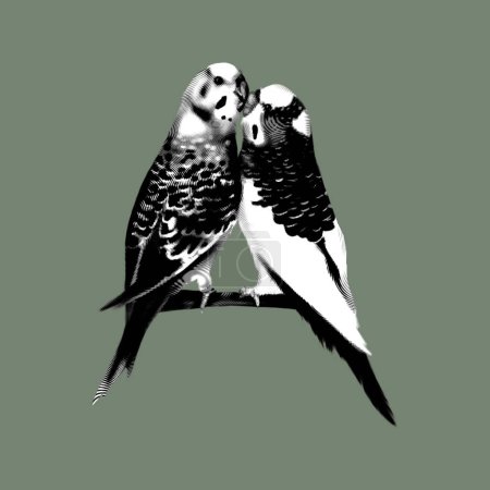 Foto de Besando periquitos. el loro es amarillo-verde y blanco-azul. ilustración gráfica de aves. ilustración de alta calidad - Imagen libre de derechos