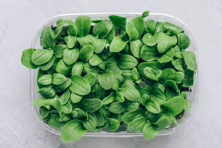Photo for Microgreens. Superfood microgreen sprouts in plastic container close-up, top view - Royalty Free Image