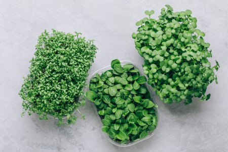 Photo for Microgreens. Superfood microgreen sprouts in plastic container close-up, top view - Royalty Free Image