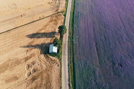 Photo for Aerial view country road with violet fields in summer Finland. - Royalty Free Image