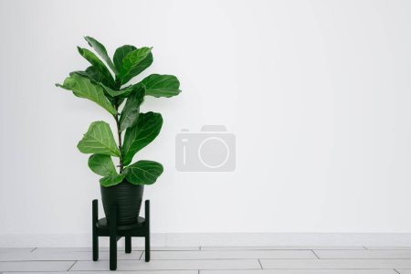 Ficus lyrata con grandes hojas verdes plantadas en maceta negra sobre fondo blanco interior moderno con espacio de copia. Jardinería doméstica.