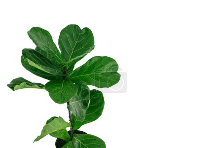 Téléchargez les photos : Ficus lyrata avec de grandes feuilles vertes plantées isolées sur fond blanc avec espace de copie. Jardinage à domicile. - en image libre de droit
