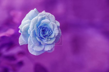Foto de Hermosa flor azul con un fondo rosa - Imagen libre de derechos