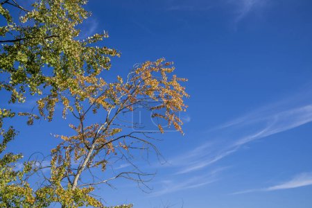 Téléchargez les photos : Branches d'arbres dans le ciel - en image libre de droit