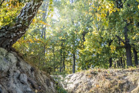 Téléchargez les photos : Branches d'arbres avec des feuilles à l'automne. paysage d'automne avec des arbres jaunes - en image libre de droit