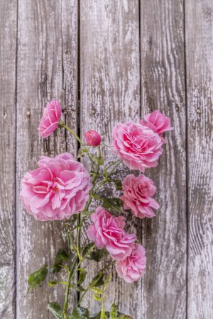 Foto de Hermosas rosas rosadas sobre un fondo de madera - Imagen libre de derechos