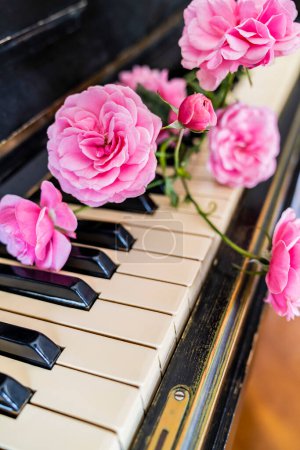 Photo for Beautiful pink rose and piano keys  background - Royalty Free Image