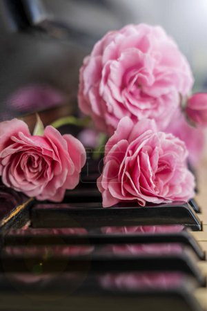 Téléchargez les photos : Belle rose rose et piano touches fond - en image libre de droit