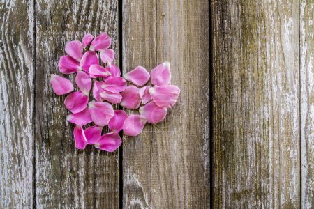 Téléchargez les photos : Belles pétales de roses roses sur fond bois - en image libre de droit