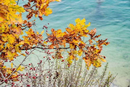 Téléchargez les photos : Feuilles d'automne, flore de saison d'automne - en image libre de droit