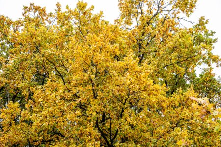 Photo for Autumn leaves, fall season flora - Royalty Free Image