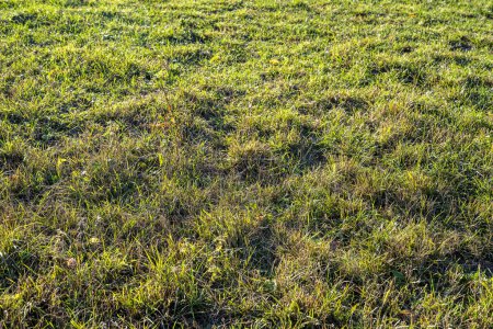 Téléchargez les photos : Champ d'herbe fraîche. fond d'herbe verte et prairie. - en image libre de droit