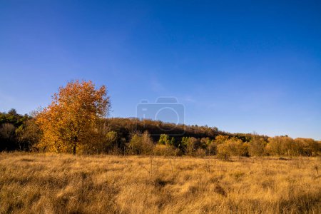 Téléchargez les photos : Paysage d'automne avec des arbres, ciel bleu et nuages en arrière-plan. - en image libre de droit