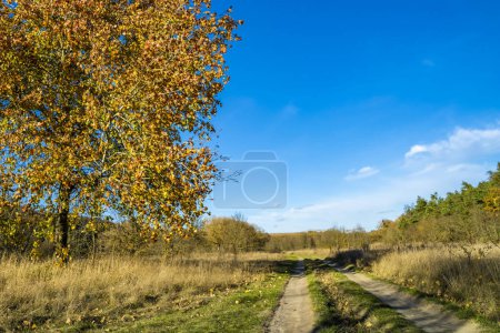 Téléchargez les photos : Chemin de terre dans la forêt d'automne, journée ensoleillée. - en image libre de droit