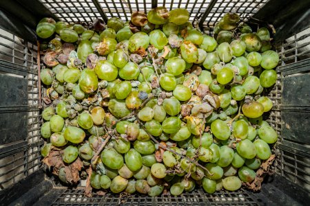 Téléchargez les photos : Raisins verts pourris dans une boîte avec de la boue, moisissure. - en image libre de droit