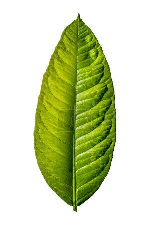 Photo for Lemon leaf. Isolate not on a white background. No shadow. - Royalty Free Image