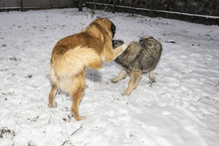 Téléchargez les photos : Deux chiens jouant ensemble - en image libre de droit