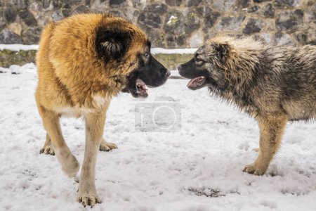 Foto de Dos perros jugando juntos - Imagen libre de derechos