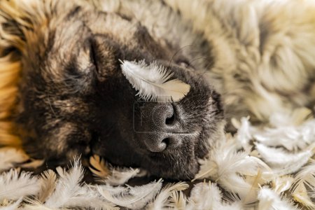 Foto de Primer plano - hasta de perro pastor cachorro durmiendo en plumas - Imagen libre de derechos