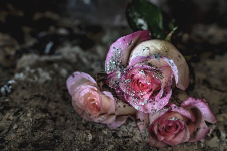 Foto de Rosas rosadas en cenizas. Fondo oscuro. - Imagen libre de derechos