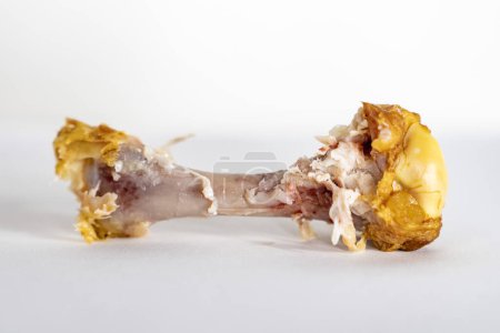 Nibbled smoked chicken bone. Pieces of meat.