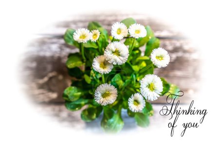 Photo for Thinking of you card. Spring card with white daisy flowers - Royalty Free Image