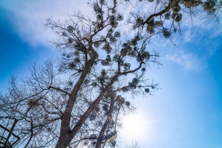 Foto de Cielo azul y nubes blancas a través de las ramas de los árboles - Imagen libre de derechos