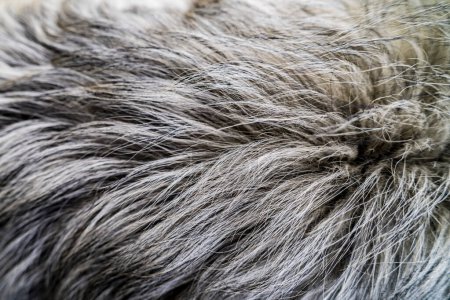 Téléchargez les photos : Manteau léger d'un grand chien pedigree. - en image libre de droit