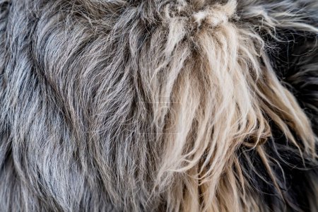 Téléchargez les photos : Manteau léger d'un grand chien pedigree. - en image libre de droit