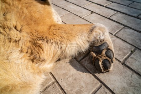 Photo for Caucasian Shepherd puppy paw - Royalty Free Image