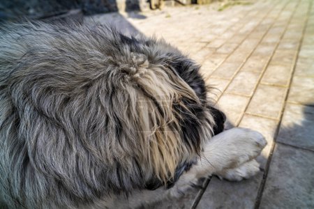 Photo for Caucasian Shepherd puppy on the street - Royalty Free Image