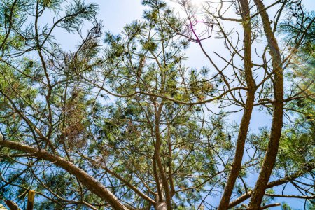 Téléchargez les photos : Branches de pin contre ciel bleu - en image libre de droit