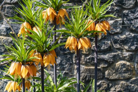 Foto de Hermosos lirios naranjas. flores florecientes en el jardín de primavera durante el día soleado - Imagen libre de derechos