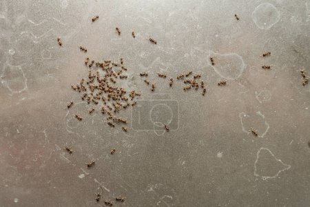 Photo for Small red and brown ants on dirty surface - Royalty Free Image