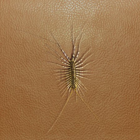 Captador de moscas común sobre fondo de cuero marrón. especies de milpiés del orden Scutigeromorpha de la clase Labiópodos. 
