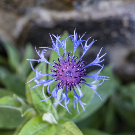 Téléchargez les photos : Fleur d'oignon violet fond rapproché - en image libre de droit
