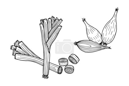 Illustration for Set of leeks and shallots. Vector stock illustration eps10. Outline, isolate on white background. Hand drawn. - Royalty Free Image