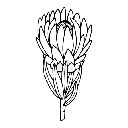 Illustration for Protea. Vector stock illustration eps10. Outline, isolate on white background. Hand drawn. - Royalty Free Image