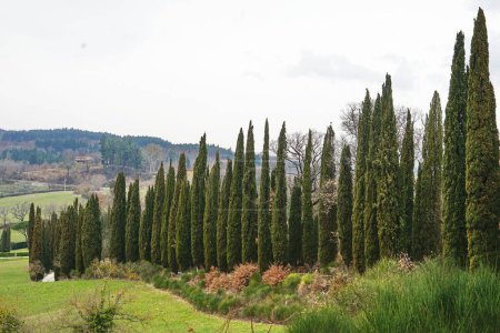 Foto de Campo en los alrededores del castillo de Romena en el municipio de Pratovecchio, Toscana, Italia - Imagen libre de derechos