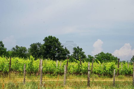 Foto de Cultivo de tornillos alrededor de San Galgano, Toscana, Italia - Imagen libre de derechos