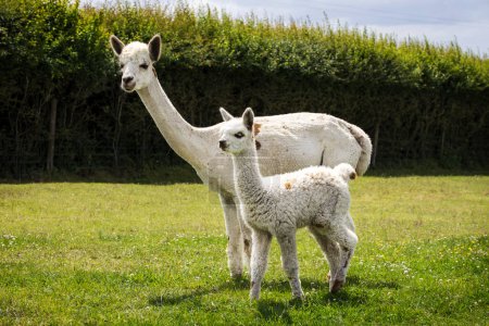 Foto de Appaloosa alpaca bebé con madre en la granja - Imagen libre de derechos