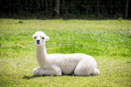 Foto de Bebé blanco de alpaca en la hierba - Imagen libre de derechos