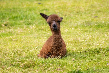 Photo for Cute alpaca baby sitting on the grass - Royalty Free Image