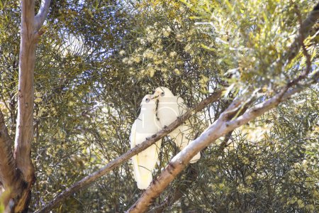 Foto de Little Corella - cacatúas australianas blancas sentadas en el árbol - Imagen libre de derechos