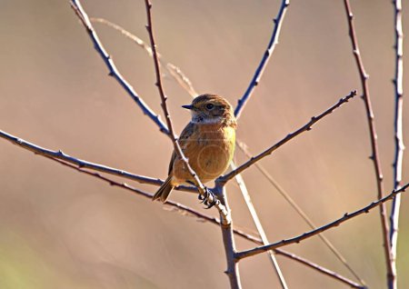 European stonechat bird perching on twigs