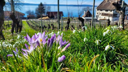 Beautiful first spring flowers in sunlight, snowdrops and crocuses grow in vineyards