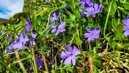 Flores silvestres de Enano Periwinkle, Vinca minor, en un día soleado. Springblossoms en Gernany. Símbolo de Ucrania